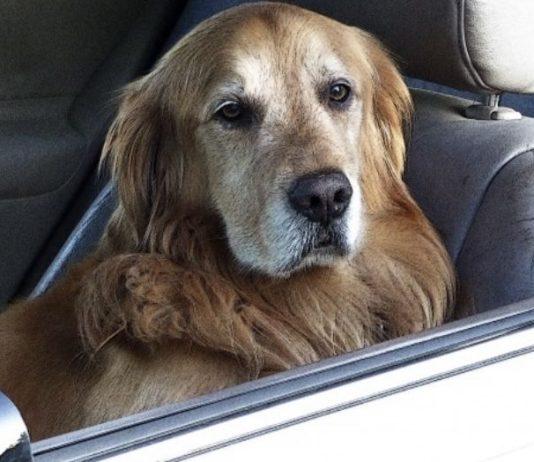 Lasciare al caldo un animale in auto è reato. Cosa fare per salvarlo? Si può rompere finestrino?