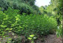 Delianuova – sorpreso ad annaffiare piantagione marijuana: arrestato