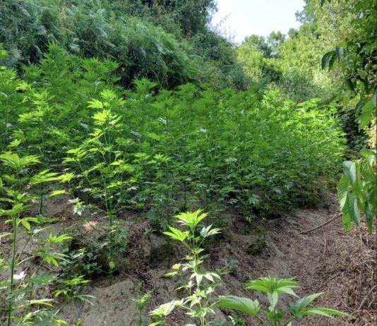 Delianuova – sorpreso ad annaffiare piantagione marijuana: arrestato