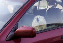 Reggio Calabria – lascia cagnolino in auto sotto sole: denunciato