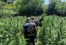 Calabria – piantagione di marijuana scoperta da Guardia finanza