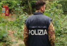 Scoperta piantagione di marijuana nel vibonese