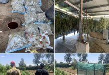 Rosarno – scoperte 5 piantagioni di marijuana, 11 arresti