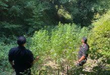 Scoperte da carabinieri piantagioni di marijuana