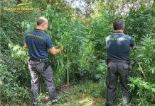 Scoperta e sequestrata piantagione di cannabis – arrestato 60enne