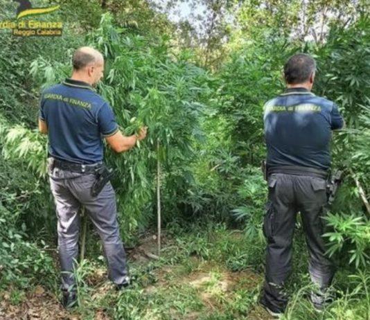 Scoperta e sequestrata piantagione di cannabis – arrestato 60enne
