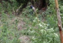 Sequestrati dalla Polizia oltre 700kg di marijuana