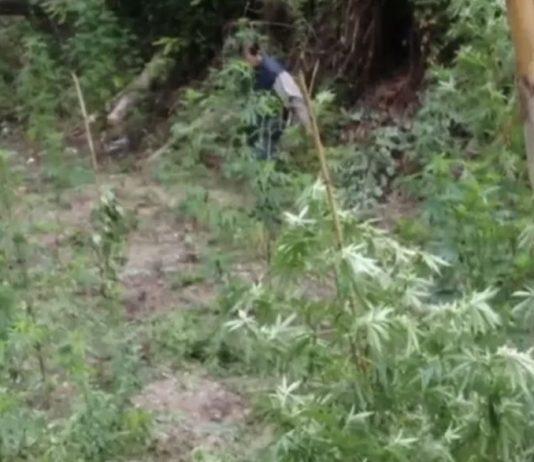 Sequestrati dalla Polizia oltre 700kg di marijuana