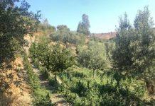 Calabria – scoperta piantagione di marijuana: 3 persone arrestate tra cui un consigliere comunale