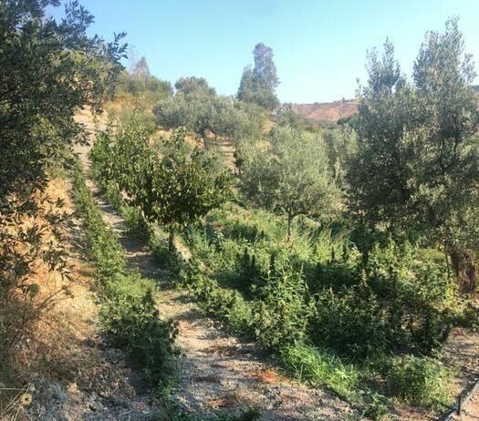 Calabria – scoperta piantagione di marijuana: 3 persone arrestate tra cui un consigliere comunale