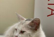 Gattino seviziato a Polistena – non è in pericolo di vita ma rimane sotto osservazione