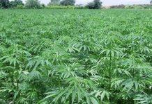 Scoperta piantagione di marijuana nel reggino – arrestati 5 giovani