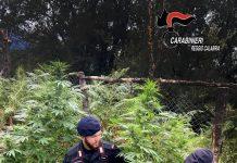 Scoperte piantagioni di marijuana a Santa Cristina ed Oppido