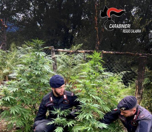 Scoperte piantagioni di marijuana a Santa Cristina ed Oppido