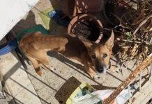 Cane lasciato a morire sul balcone sotto sole – vicini lo nutrono, salvandolo