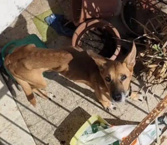 Cane lasciato a morire sul balcone sotto sole – vicini lo nutrono, salvandolo