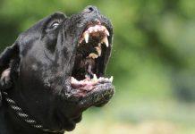 Sbranato da cani mentre consegna pacco – condannato proprietario e risarcimento alla famiglia