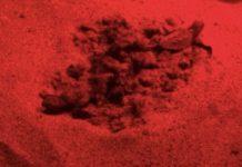 Calabria – nate 70 tartarughe caretta caretta