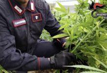 Scoperte piantagioni di marijuana a Delianuova ed Oppido: arrestato 30enne