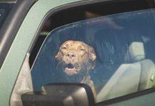 Lascia cane in auto sotto sole per accompagnare parente in ospedale – muore animale