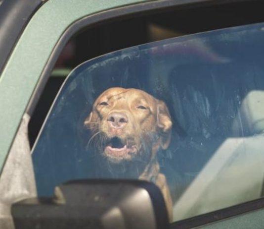 Lascia cane in auto sotto sole per accompagnare parente in ospedale – muore animale