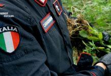 Palmi – deteneva 8 kg di marijuana: arrestato 58enne