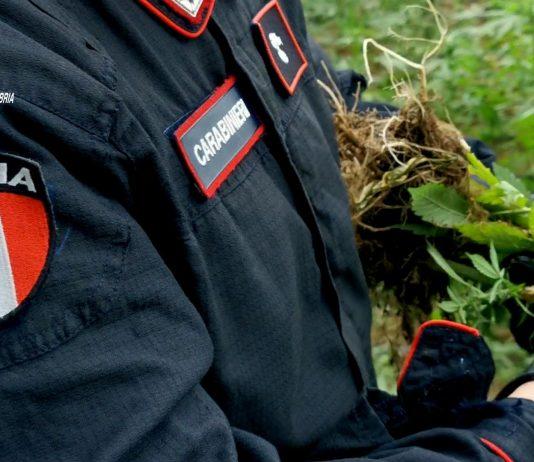 Palmi – deteneva 8 kg di marijuana: arrestato 58enne