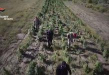 Marijuana ed armi tra Limbadi e Rosarno: due arresti