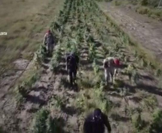 Marijuana ed armi tra Limbadi e Rosarno: due arresti