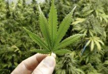 Consiglio regionale Calabria: si a cannabis uso terapeutico
