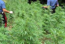Piantagione di marijuana scoperta nel reggino