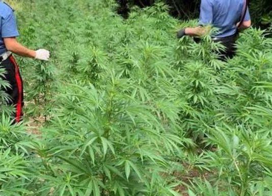 Piantagione di marijuana scoperta nel reggino