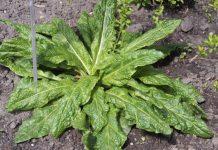 Mandragora scambiata per spinaci – 10 persone intossicate