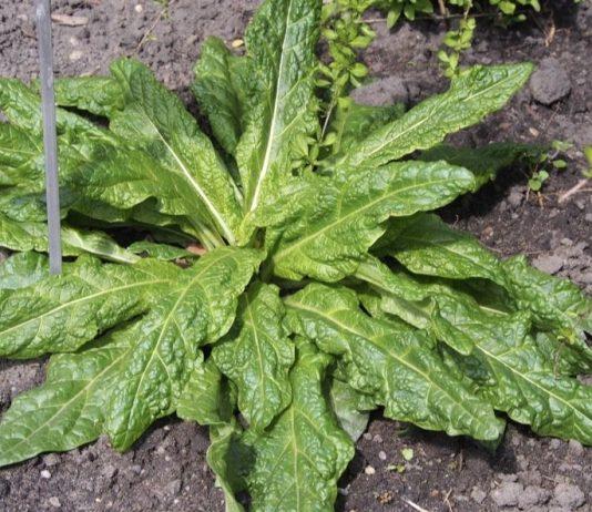 Mandragora scambiata per spinaci – 10 persone intossicate