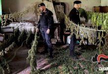 Piana di Gioia Tauro – Rinvenute dai carabinieri due piantagioni di cannabis e oltre 30 chili di stupefacente