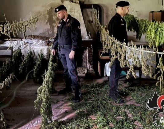Piana di Gioia Tauro – Rinvenute dai carabinieri due piantagioni di cannabis e oltre 30 chili di stupefacente