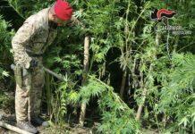 Piantagione di marijuana ed armi nella Locride