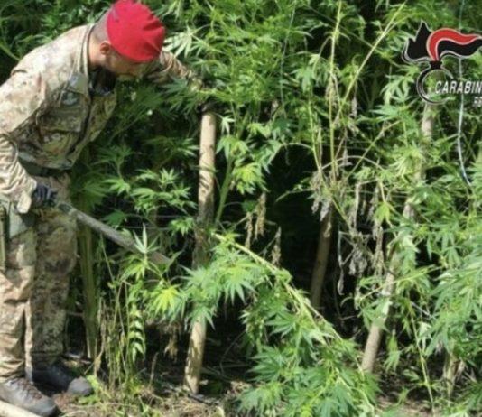 Piantagione di marijuana ed armi nella Locride