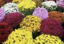 Coldiretti Calabria Ognissanti: 2 calabresi su tre portano i fiori alle tombe dei propri cari. SOS delle imprese vivaistiche per il caro energia. I dati produttivi della Calabria