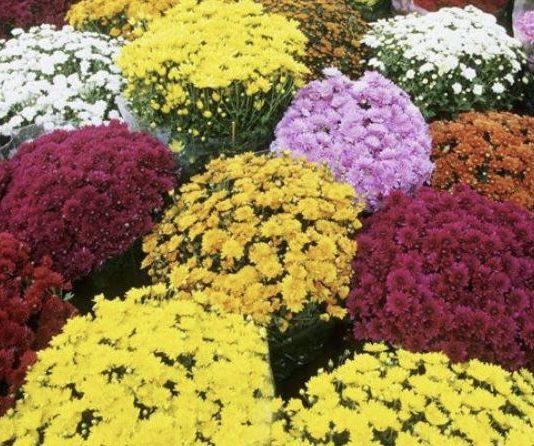 Coldiretti Calabria Ognissanti: 2 calabresi su tre portano i fiori alle tombe dei propri cari. SOS delle imprese vivaistiche per il caro energia. I dati produttivi della Calabria