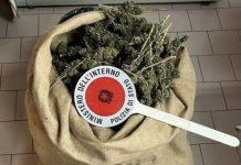 Scoperti e sequestrati oltre 6kg di marijuana