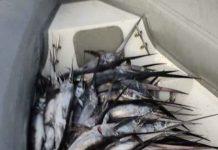 Sequestrati piccoli esemplari di pesce spada