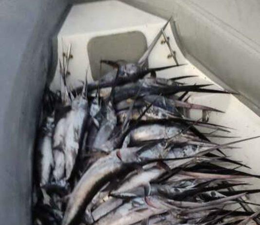 Sequestrati piccoli esemplari di pesce spada