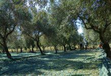 Consorzio di tutela e valorizzazione Olio di Calabria IGP: avviato il periodo della raccolta e della molitura delle olive