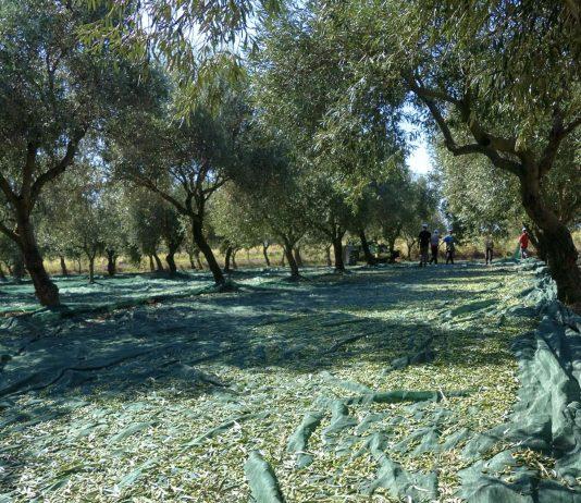 Consorzio di tutela e valorizzazione Olio di Calabria IGP: avviato il periodo della raccolta e della molitura delle olive