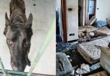 Salvati da OIPA 5 cani costretti a vivere in uno scenario da incubo: indagati detentori