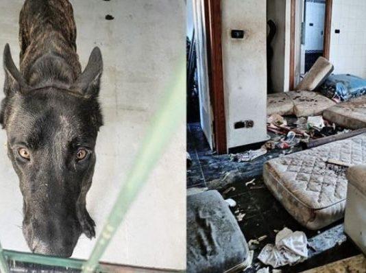 Salvati da OIPA 5 cani costretti a vivere in uno scenario da incubo: indagati detentori