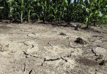 Coldiretti Calabria: la siccità ha fatto calare la produzione chiesto al Dipartimento agricoltura l’accertamento dei danni sull’intero territorio regionale