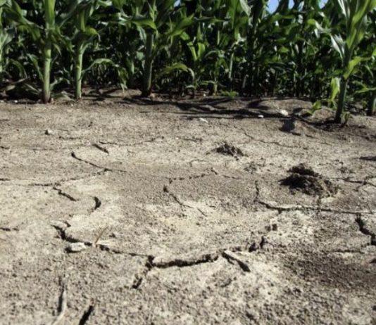 Coldiretti Calabria: la siccità ha fatto calare la produzione chiesto al Dipartimento agricoltura l’accertamento dei danni sull’intero territorio regionale