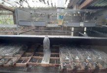 Detenevano illegalmente circa un migliaio di esemplari di specie protette catturati in natura: denunciate due persone